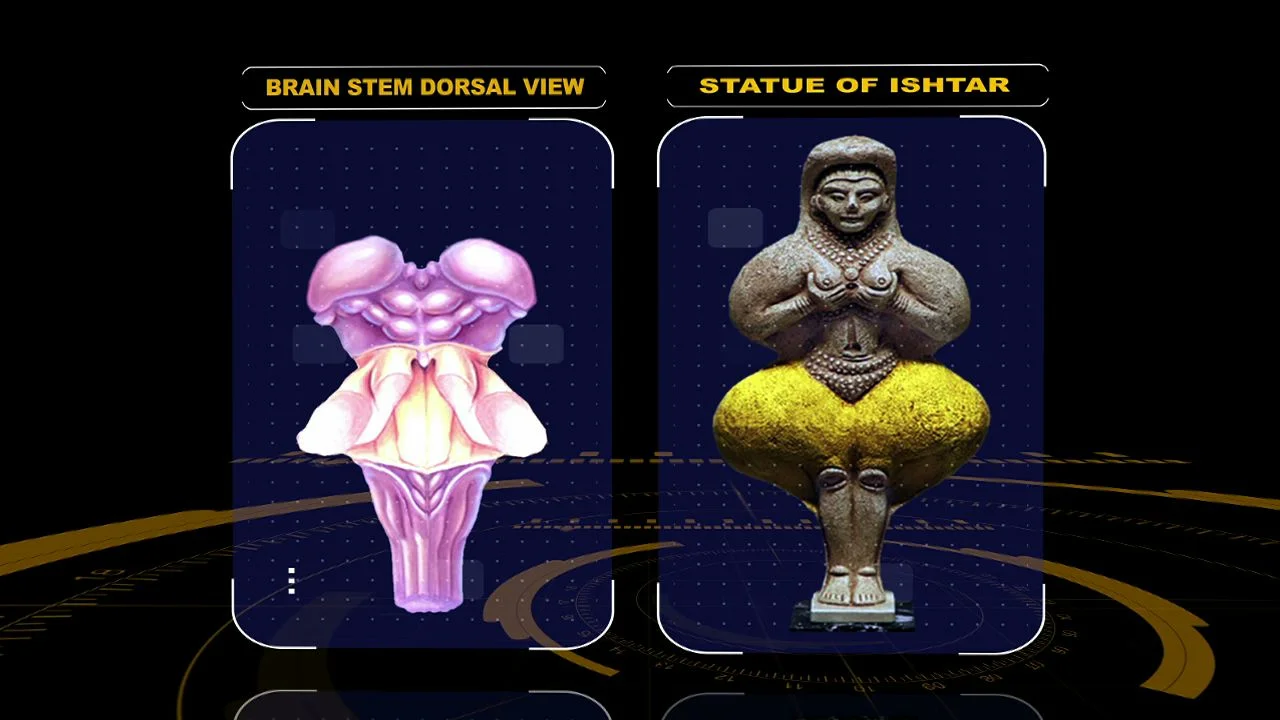 ishtar brainstem-14.jpeg