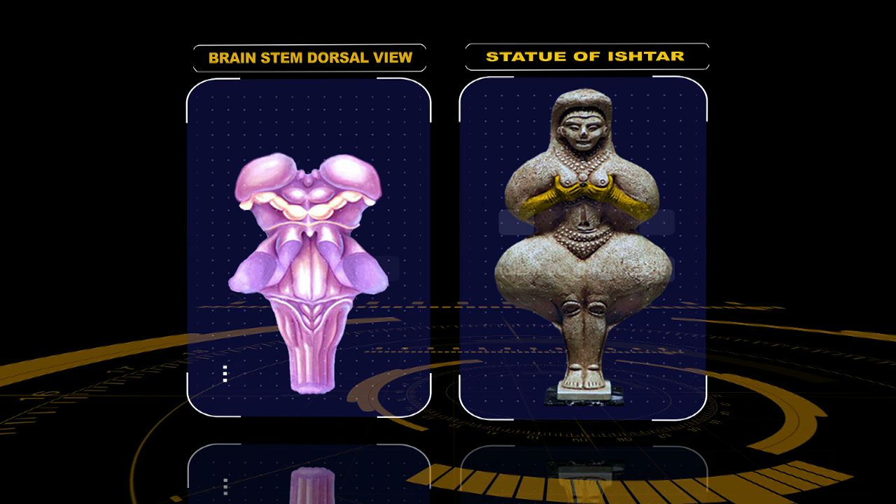 ishtar brainstem-15.jpeg