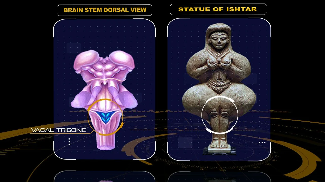 ishtar brainstem-17.jpeg