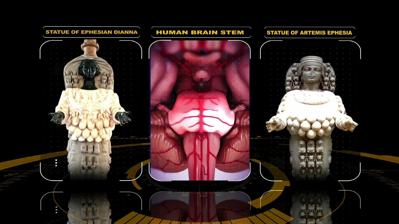ishtar brainstem-5.jpeg