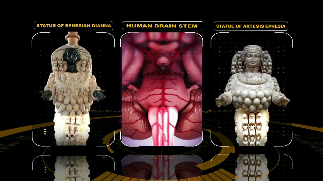 ishtar brainstem-6.jpeg