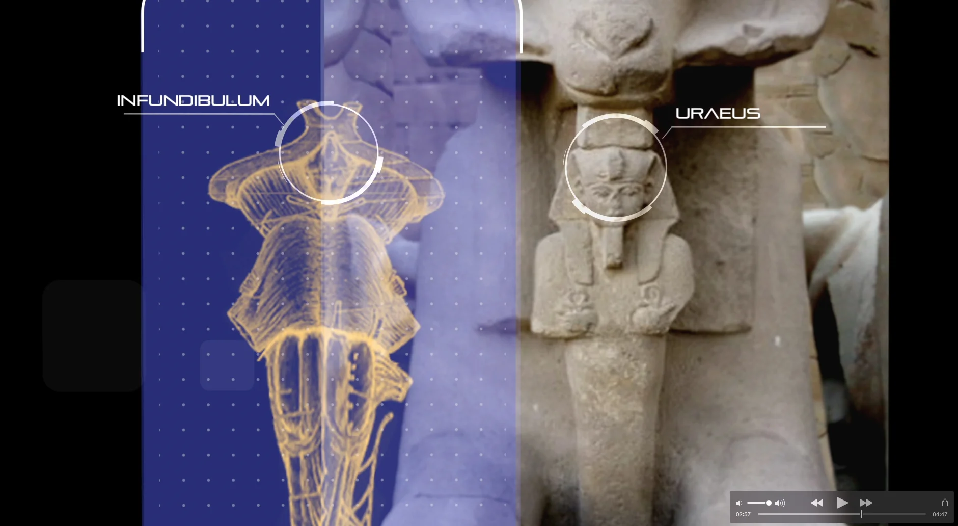 ram infundibulum comparison.jpg