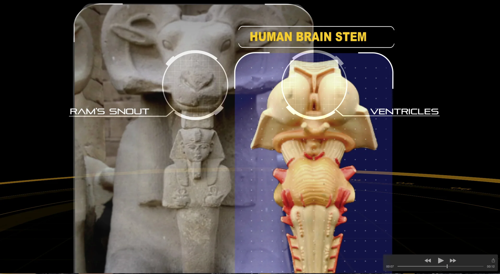 snout ram comparison.jpg