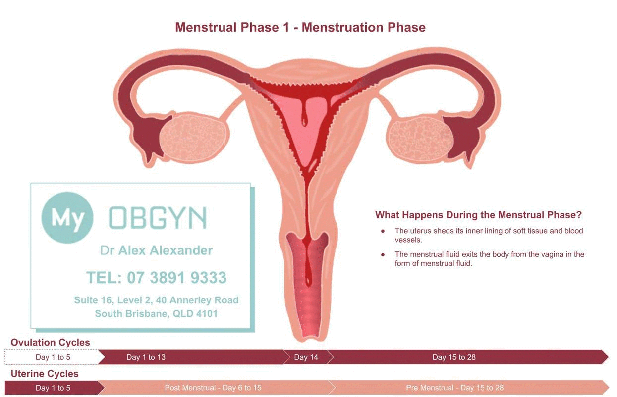 Ovulation and the phases of the menstrual cycle