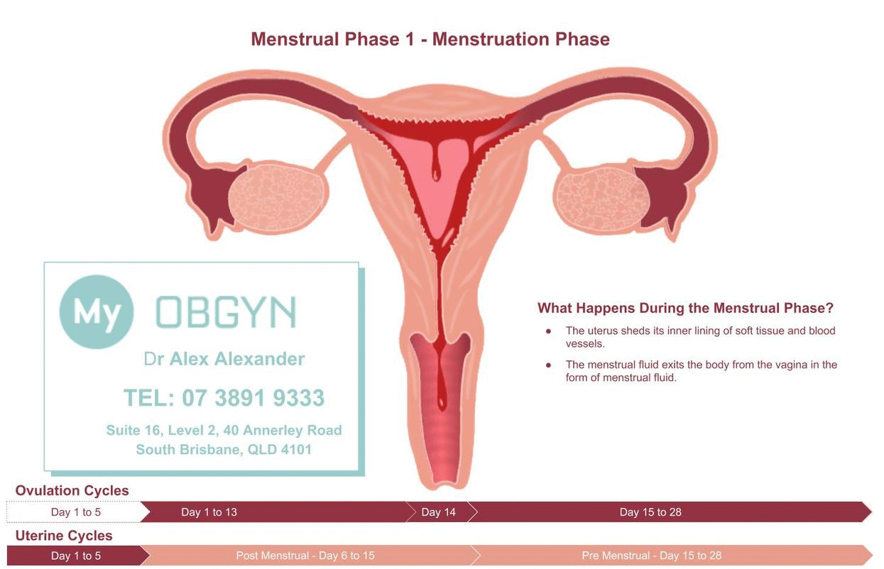 What Are The Phases Of Menstruation