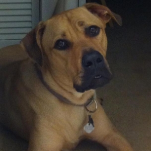  Beau