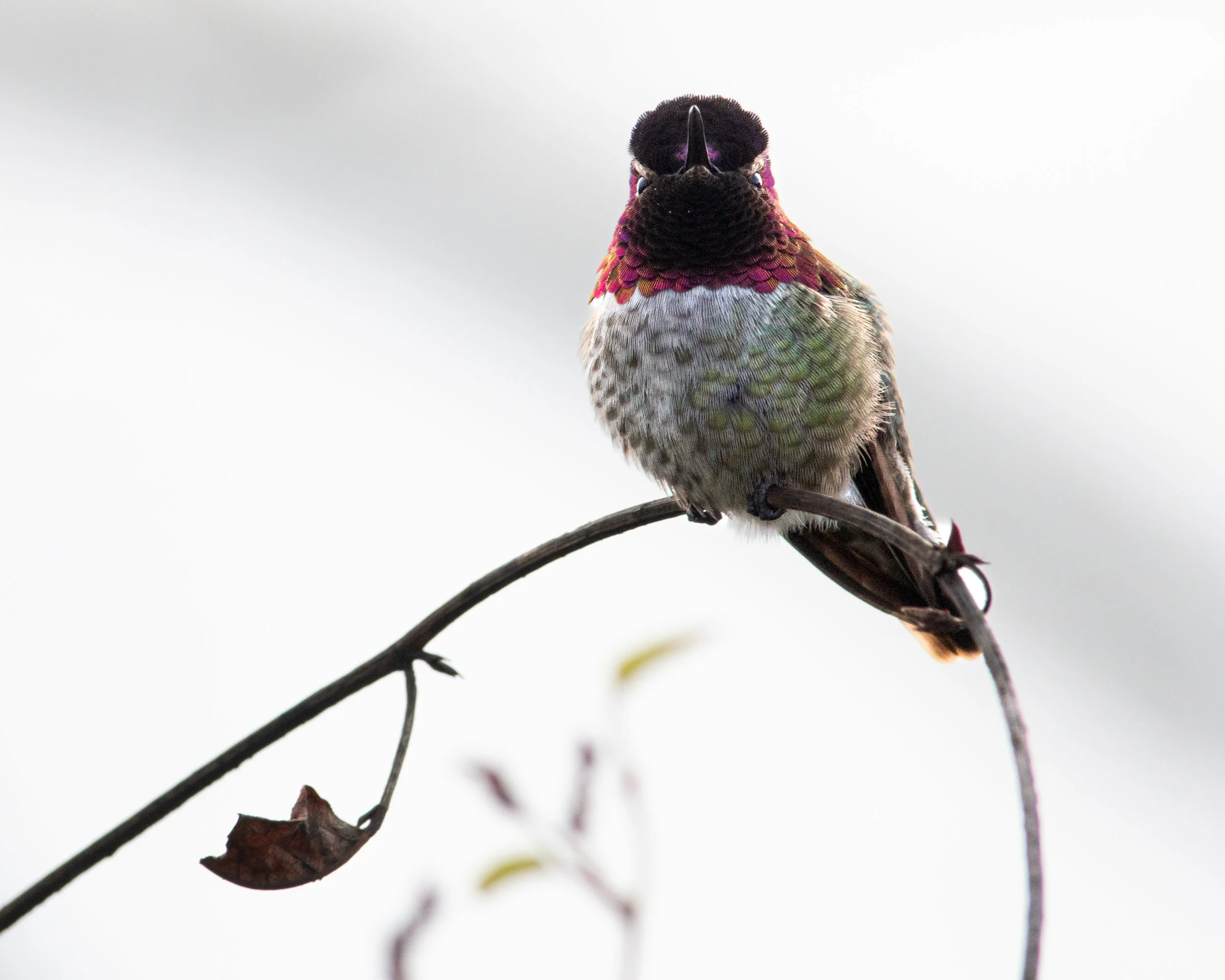 DSC_0654-Enhanced.jpg