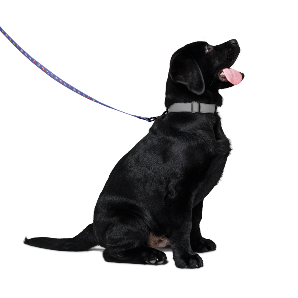 pet-leash-white-front-6a1f504293ba1.png