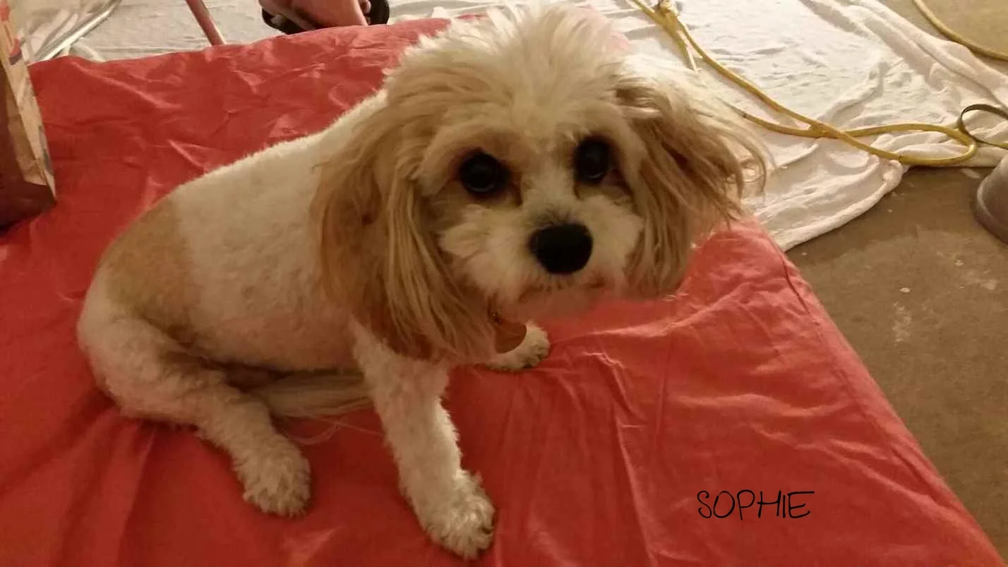 Sophie