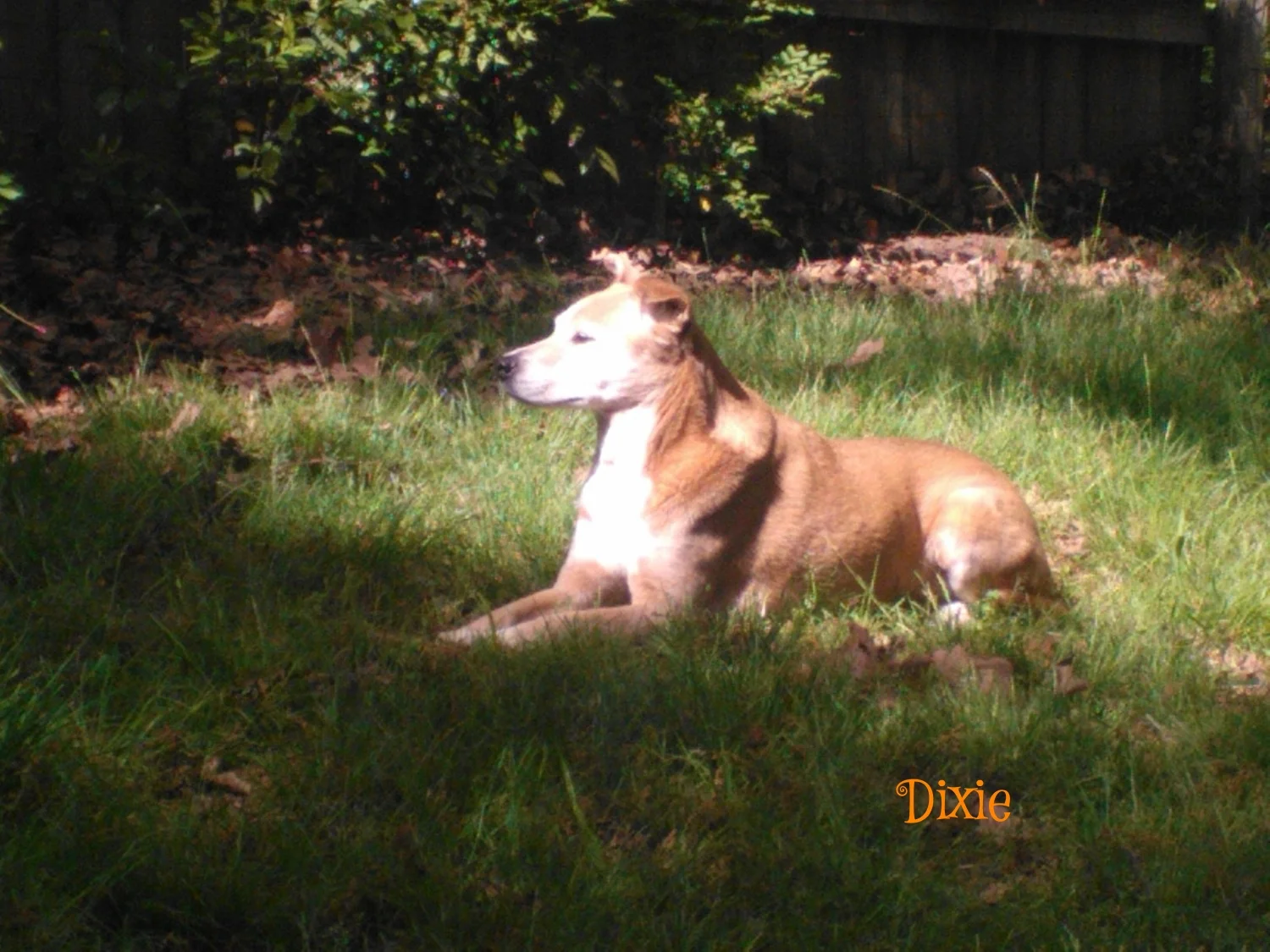 Dixie
