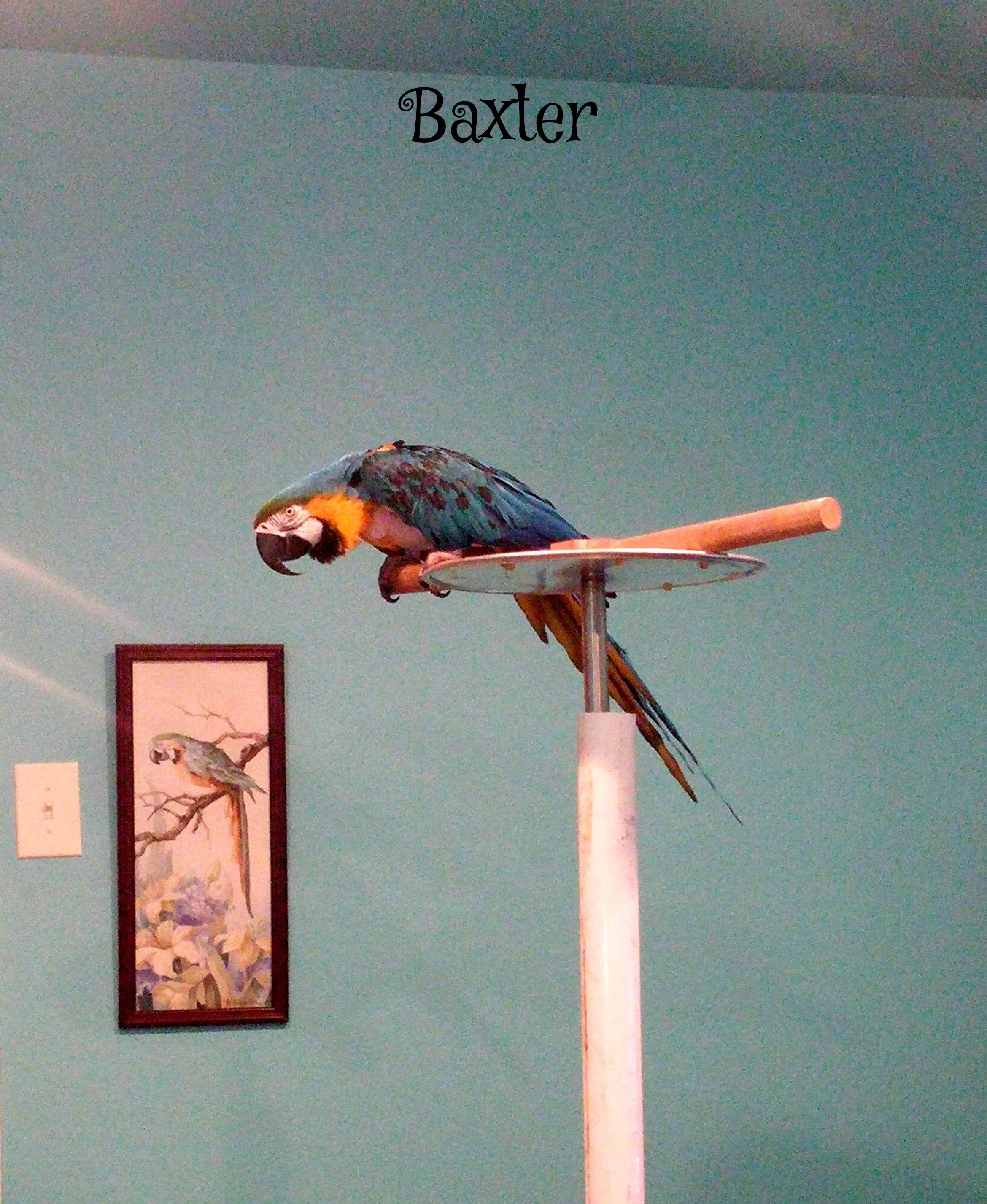 Baxter.jpg