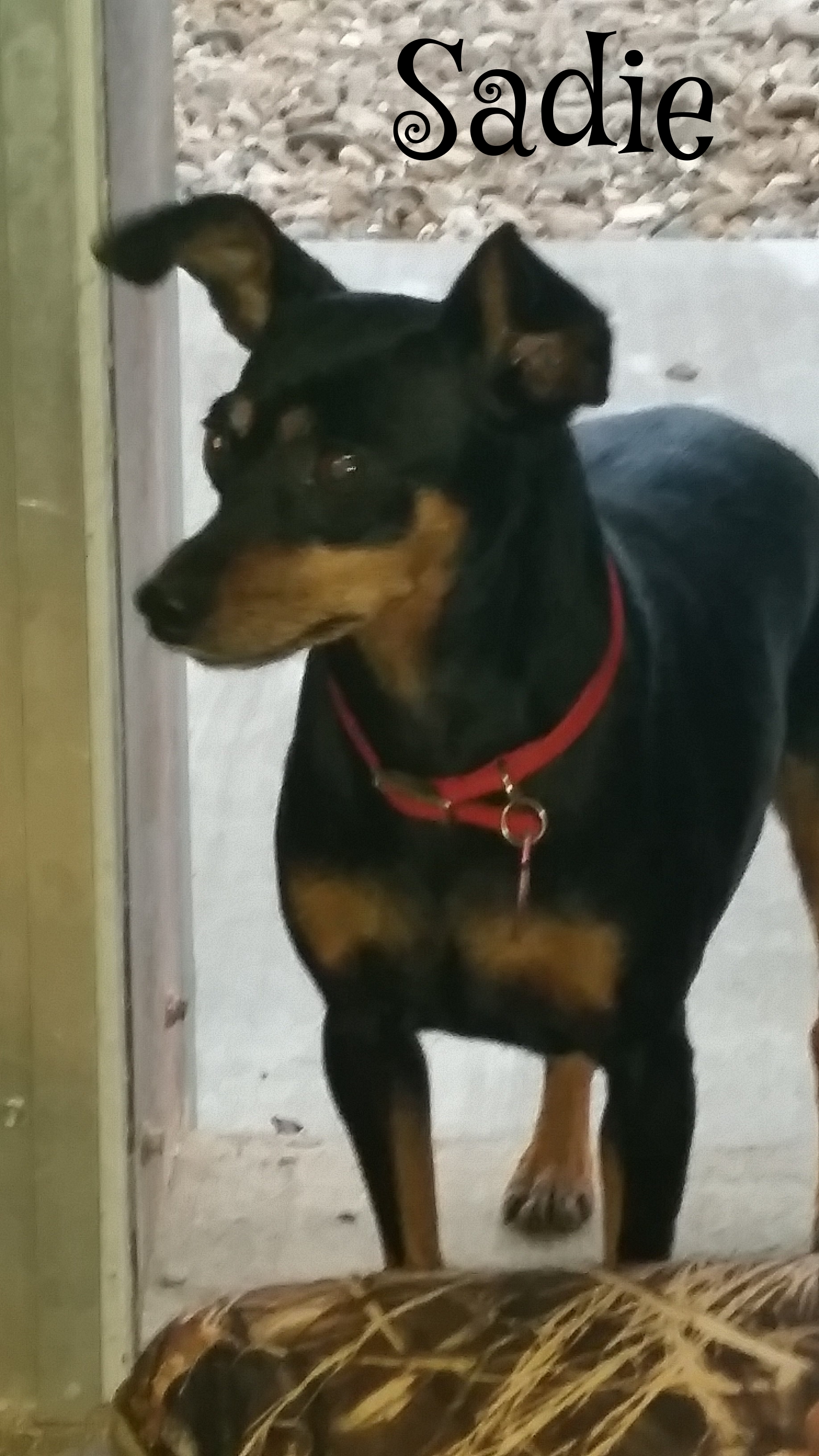 By popular demand....... Sadie!