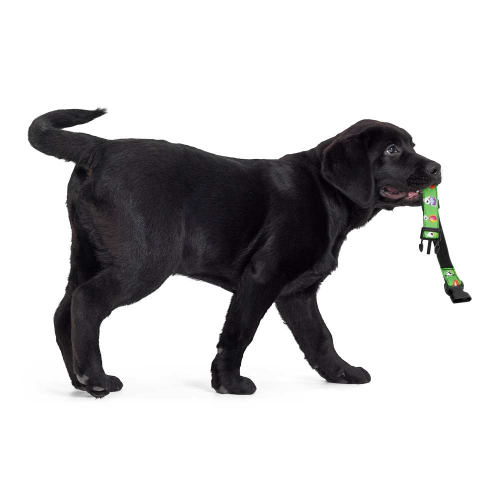 pet-collar-white-m-front-6a1f3f7481060.png