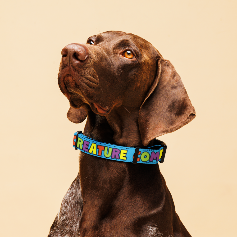 pet-collar-white-l-front-6a1f55902fb03.png