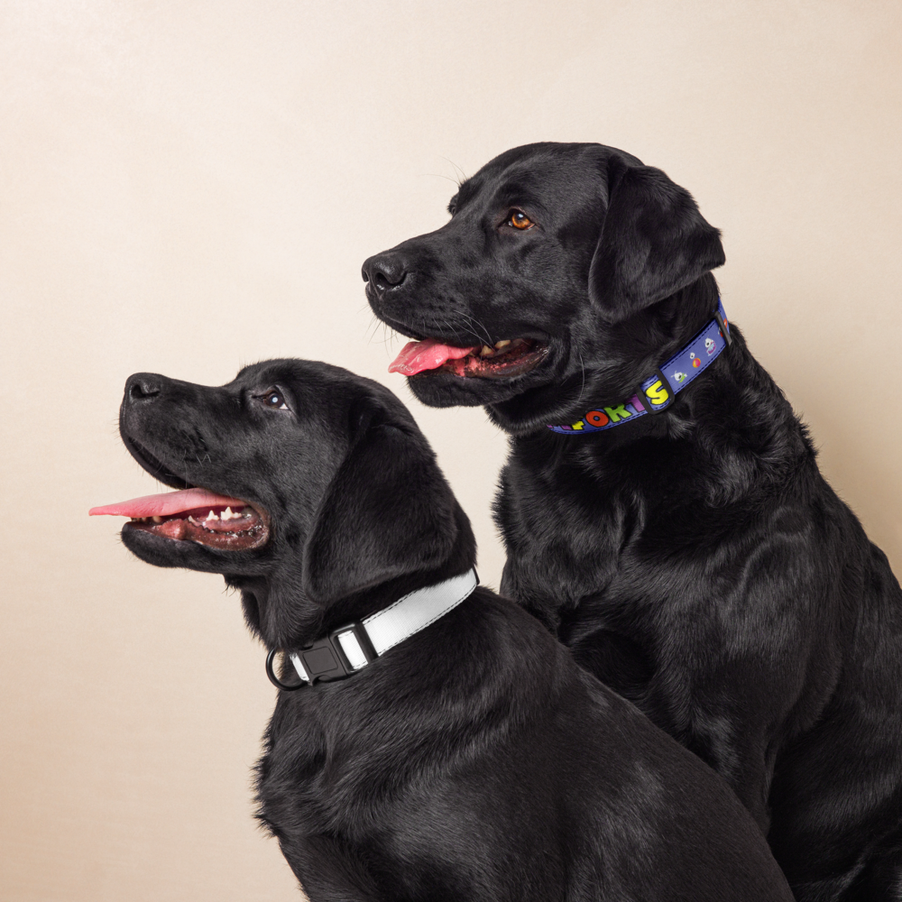 pet-collar-white-l-front-6a1f5b3d6137b.png