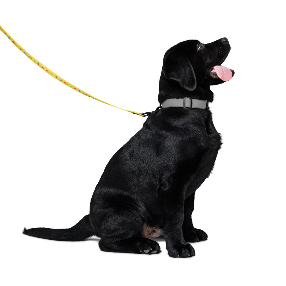 pet-leash-white-front-6a2048749eb5c.png