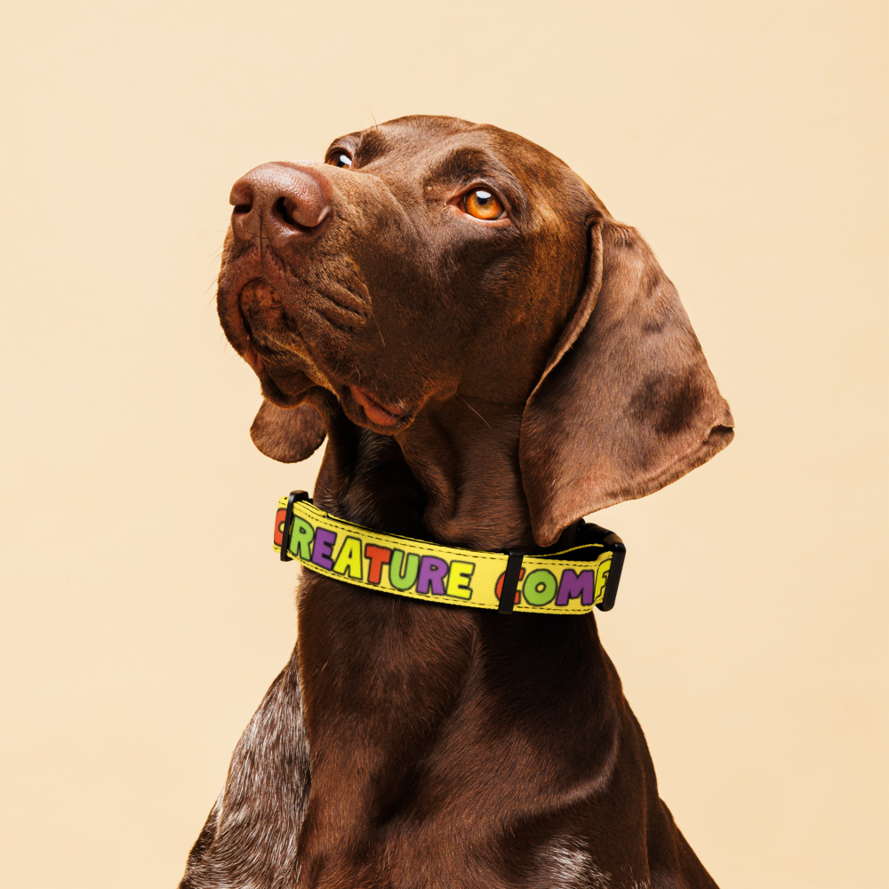 Creature Comforts Pet collar