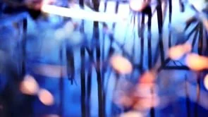 NATURIOUS | experimental film