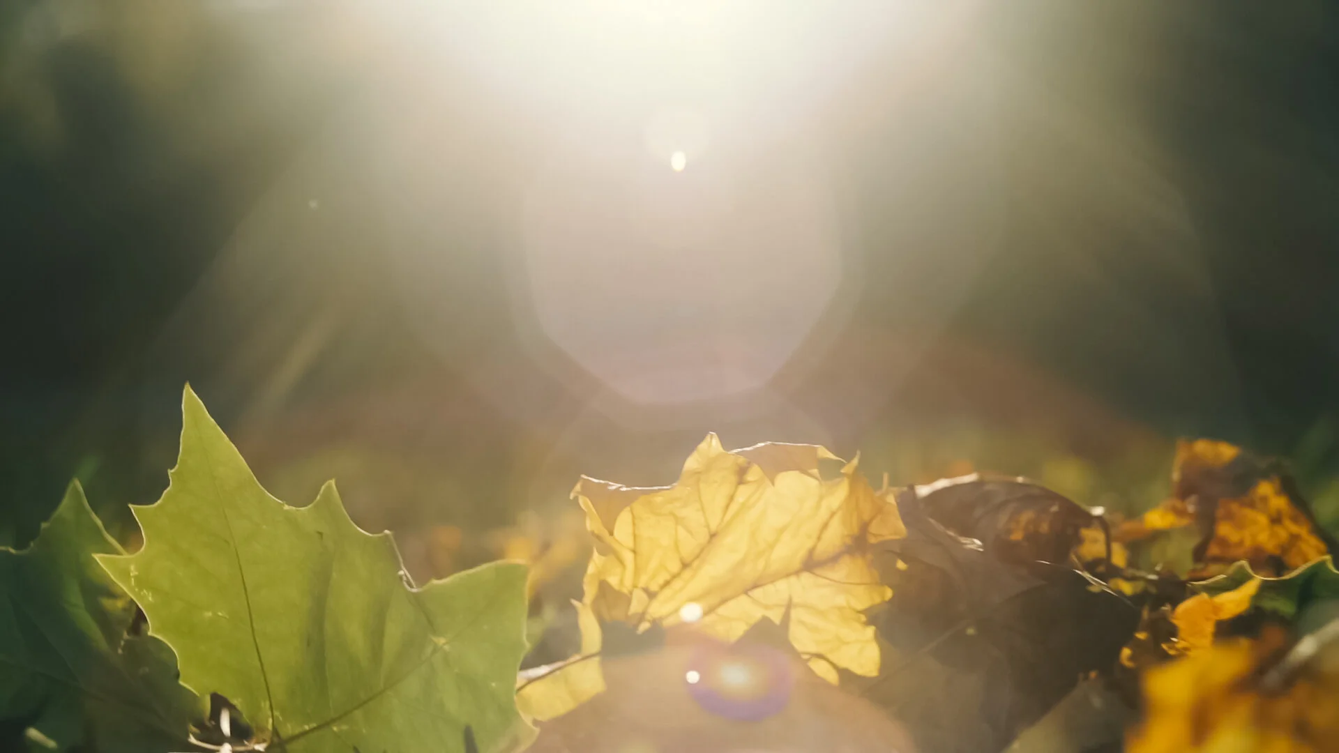 THE FALL OF THE TREES | experimental film