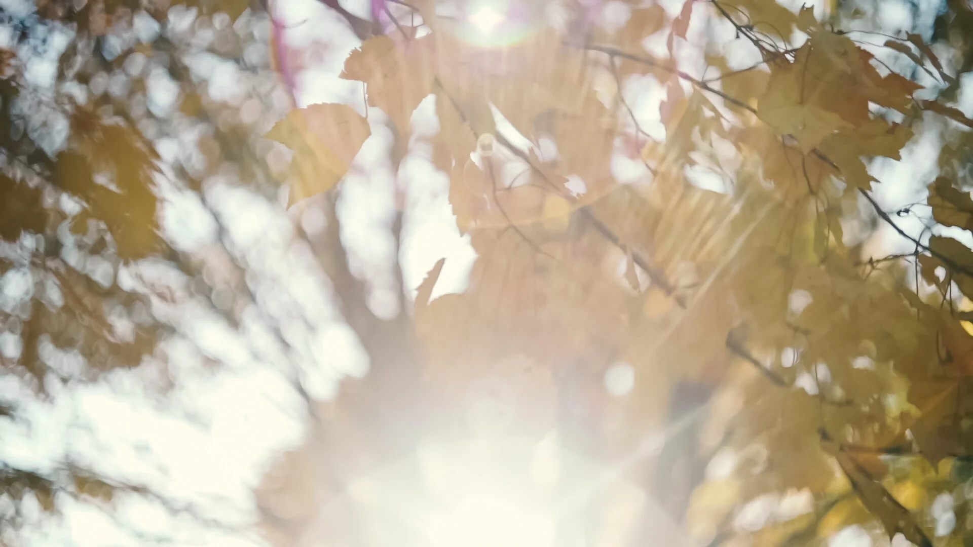 thefallofthetrees.mp4.00_01_43_03.Still012.jpg