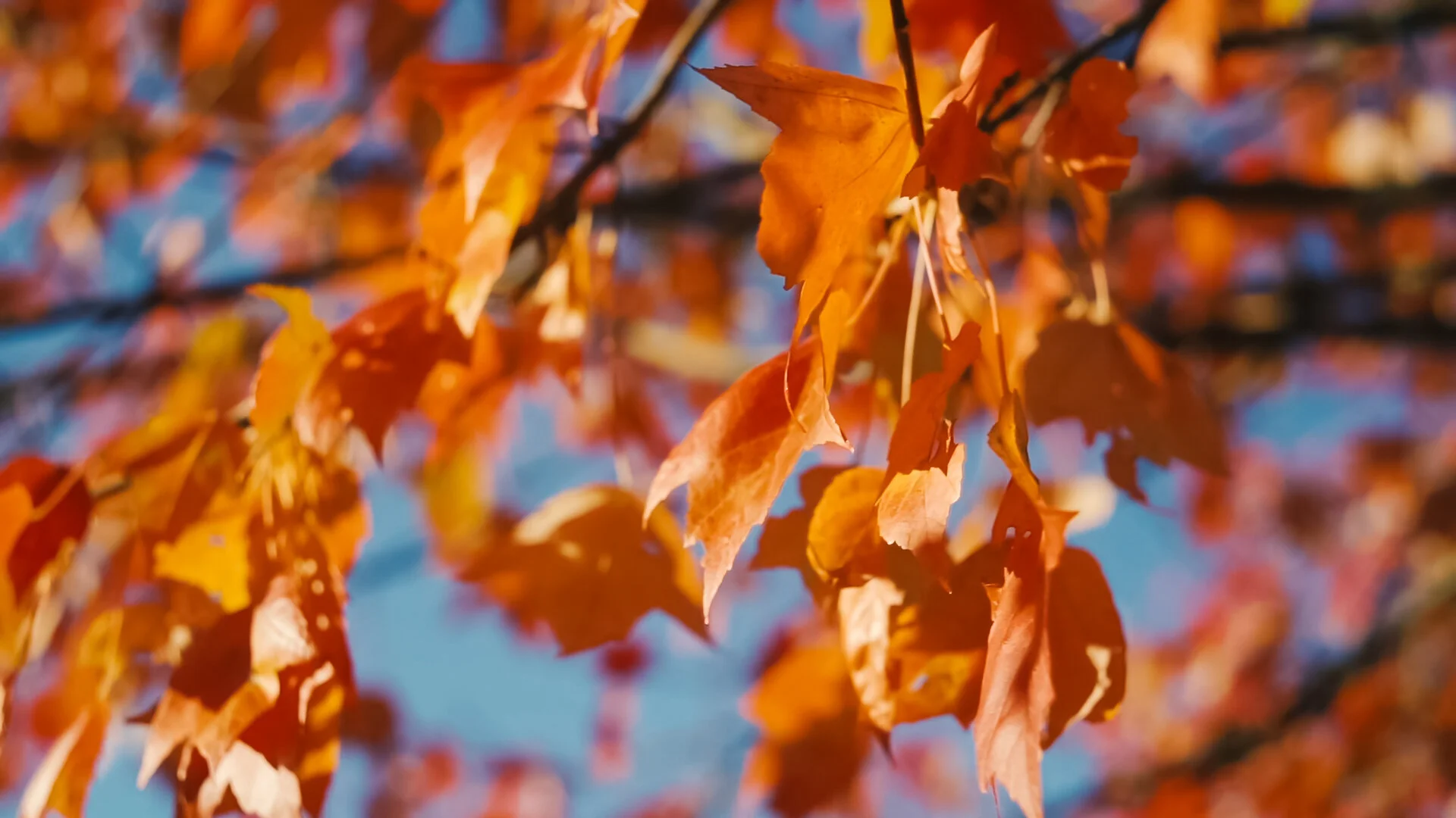 thefallofthetrees.mp4.00_03_26_09.Still016.jpg