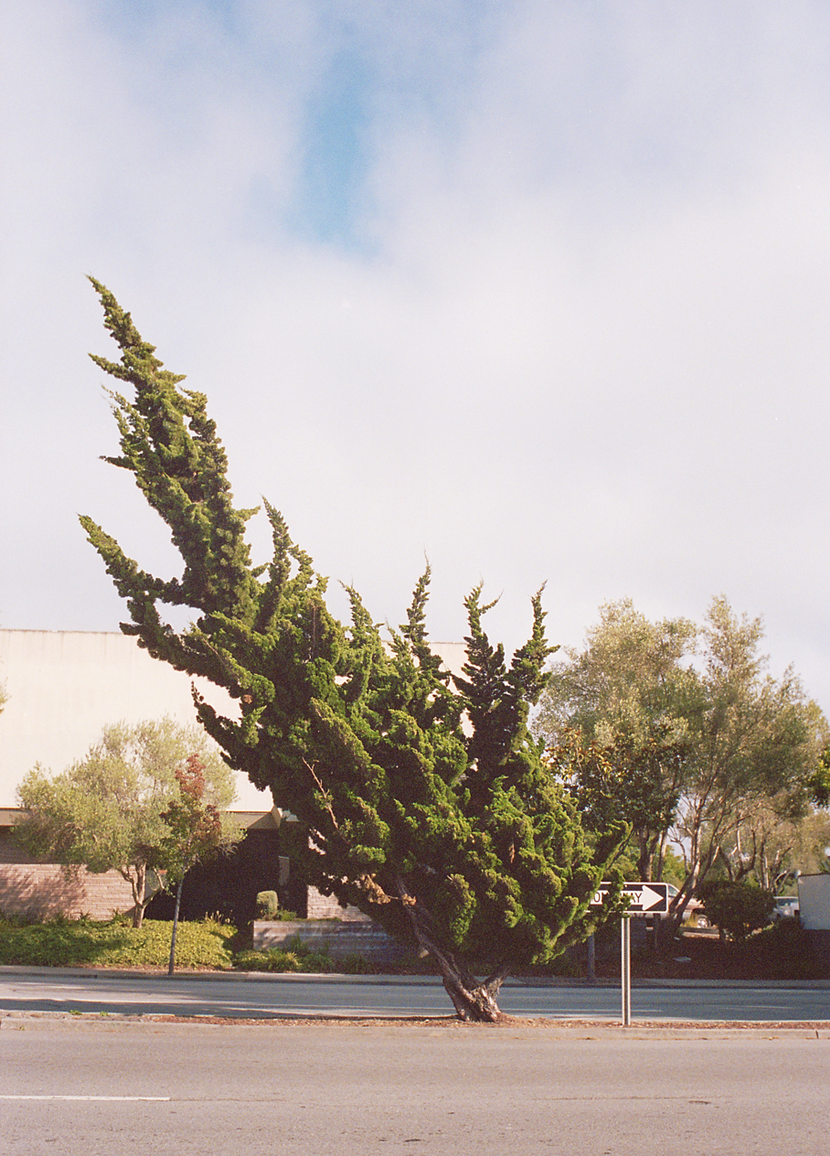 10.17.13-santa cruz tree.jpg