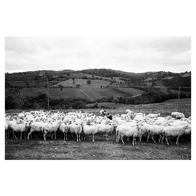 lo sguardo delle sue pecore. .
.
Working through film from my time in Italy last month. I&rsquo;m still unpacking mentally from this trip, but at least some of the film is seeing the light of day.