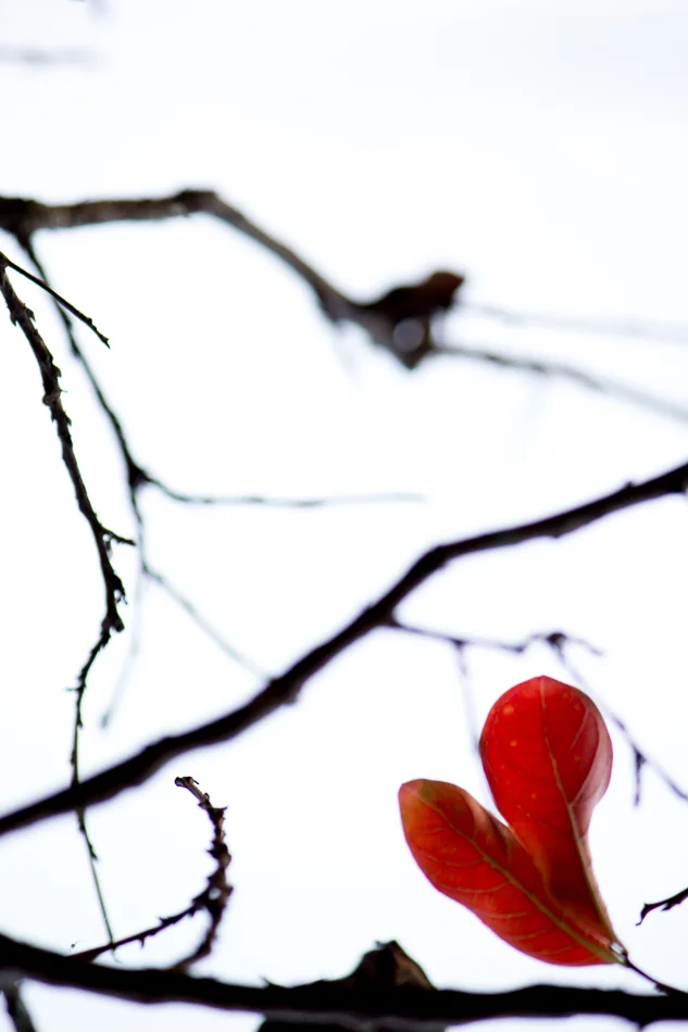 copyright 2014 clyonsphotogrpaher@bigpond.com-56.jpg