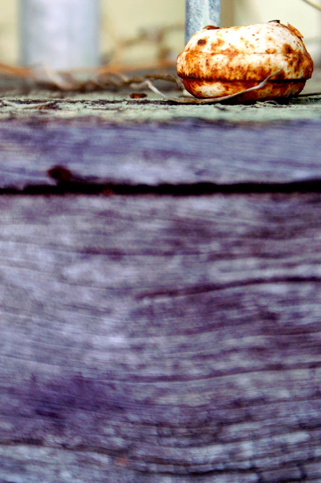 copyright 2014 clyonsphotogrpaher@bigpond.com-120.jpg