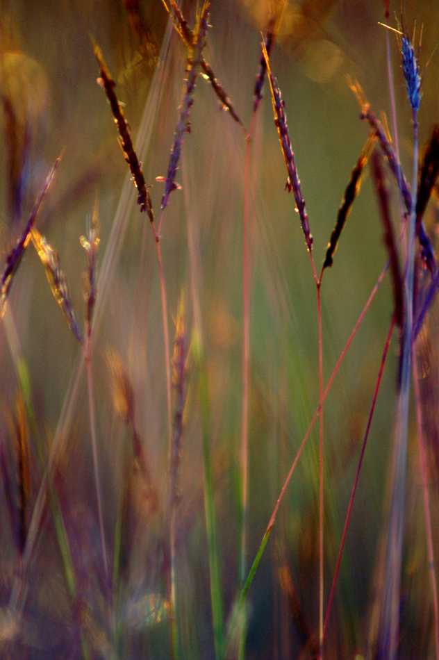 copyright 2014 clyonsphotogrpaher@bigpond.com-105.jpg