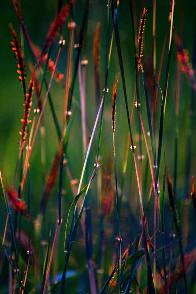 copyright 2014 clyonsphotogrpaher@bigpond.com-95.jpg