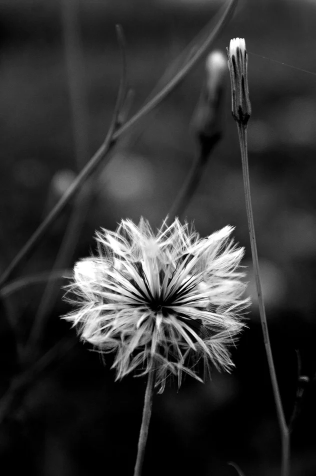 copyright 2014 clyonsphotogrpaher@bigpond.com-94.jpg