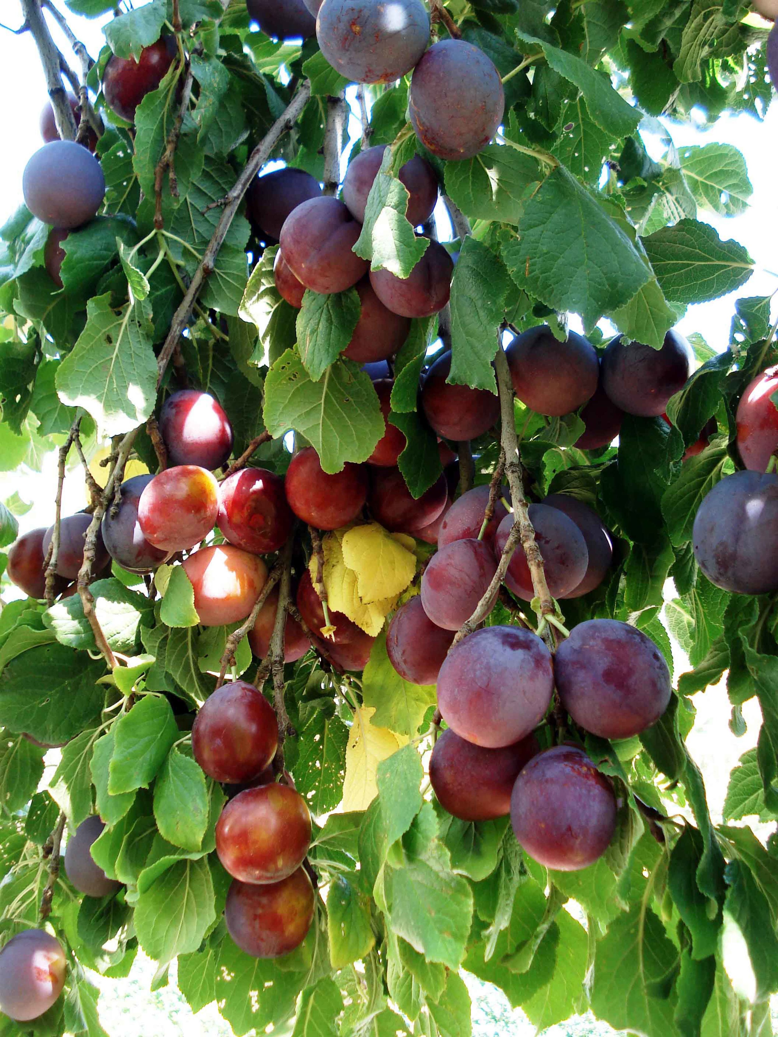WPlums-FullBranch.jpg