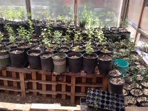 Jerome is a master grafter and we hope to help him expand this small nursery and start getting trees in the ground all over the Roaring Fork Valley.