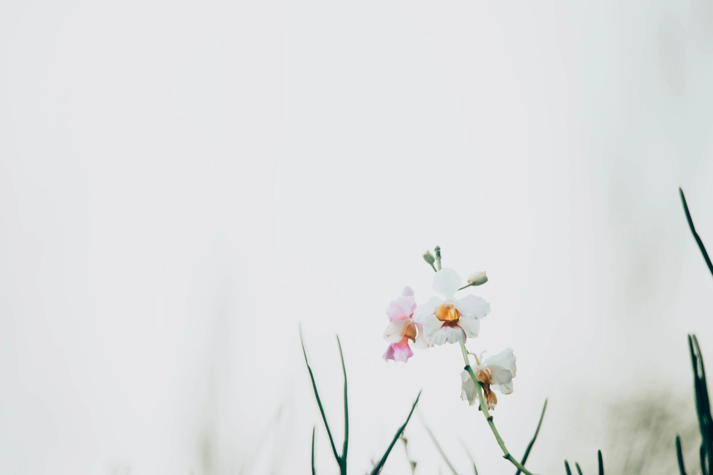 chuttersnap-603071-unsplash (1).jpg