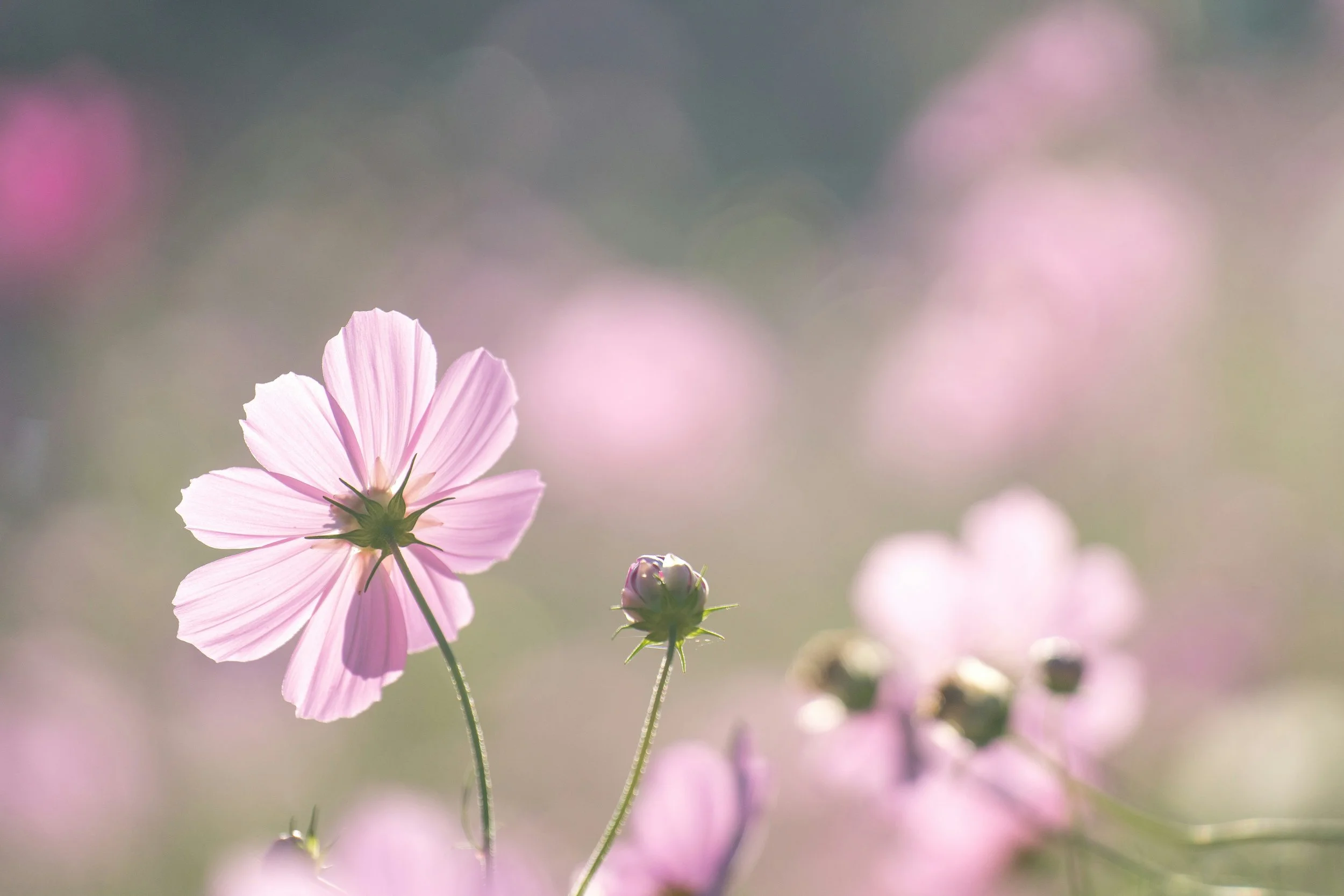 The Highly Sensitive Person Trait
