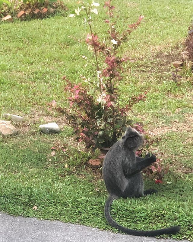 Don’t you hate it when you find the neighbours in your garden? 🤨🙊 #stopeatingmytree #cheekymonkey #junglelife #seachange #silverleaf