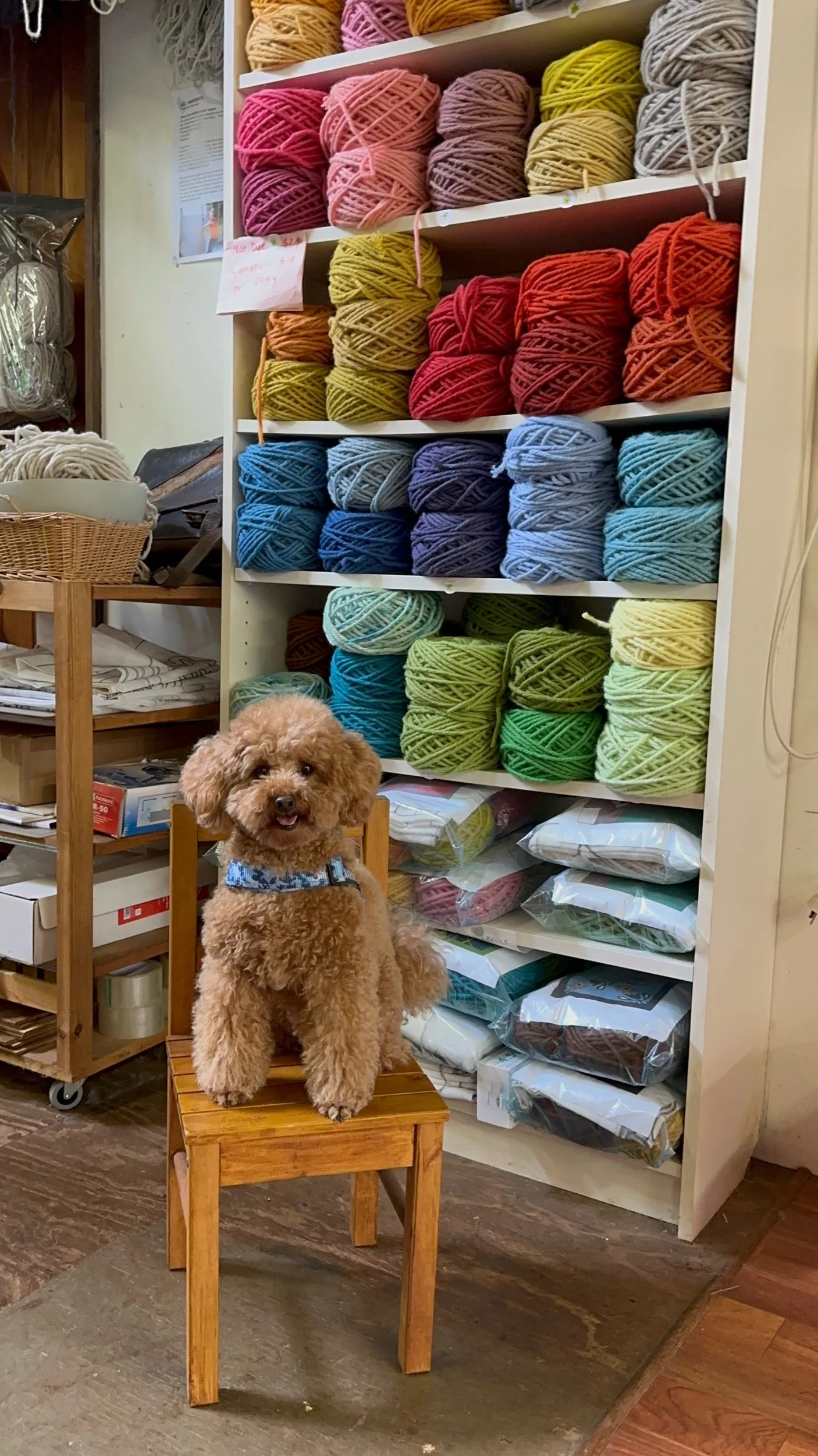 Marven helping choose wool at Bec Andersen’s studio