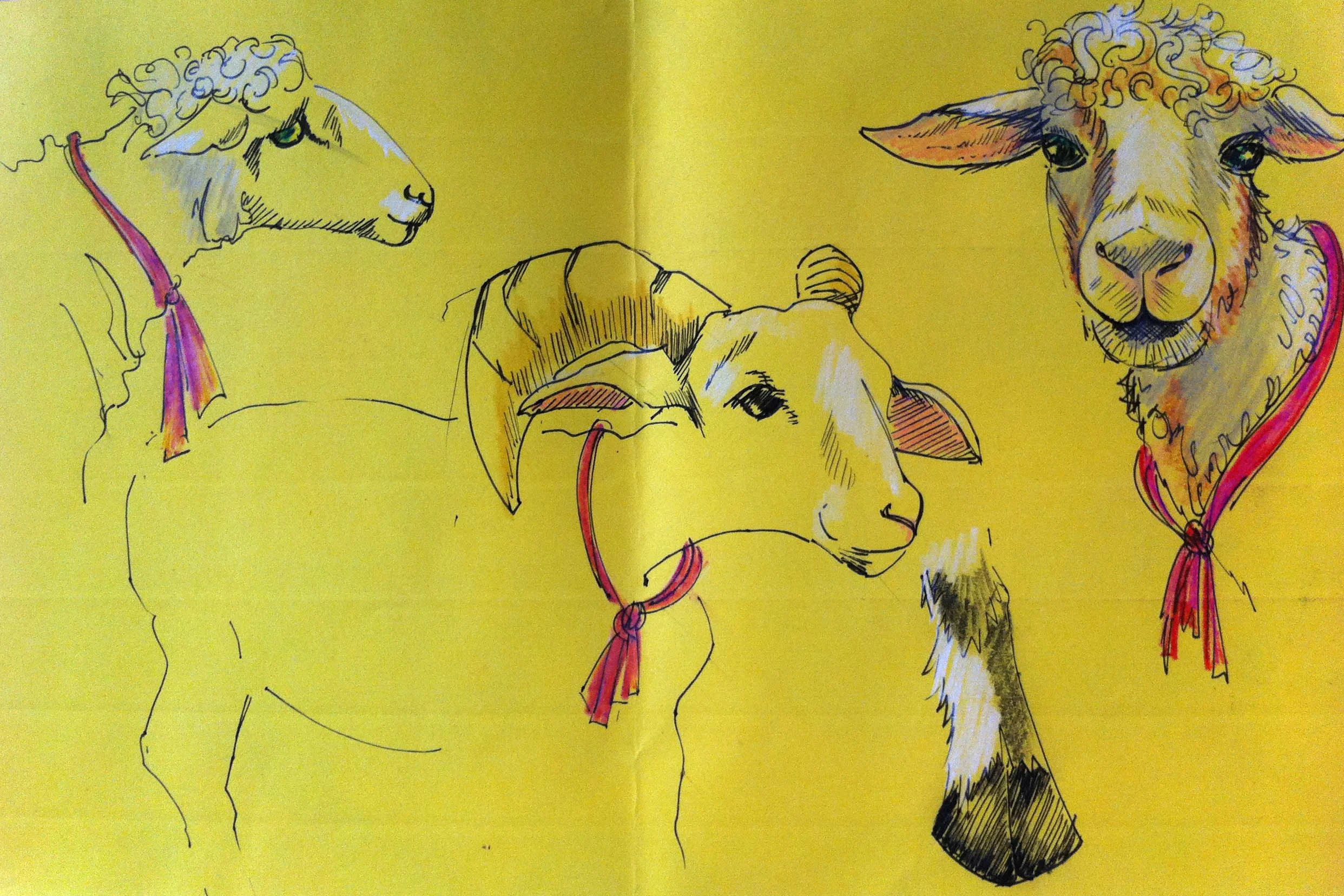 My initial sheep sketches