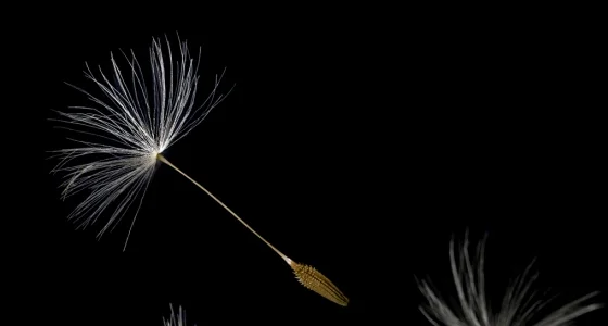560px pores from flower.jpg
