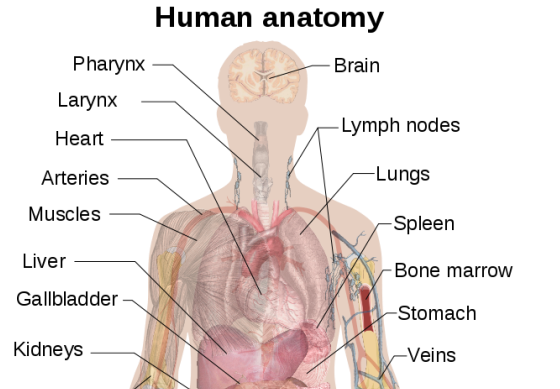 560px-Man_shadow_anatomy_svg.png