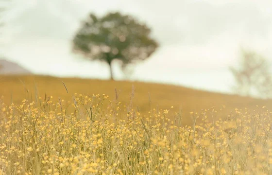560px field of flowers by Silvestri Matteo.jpg