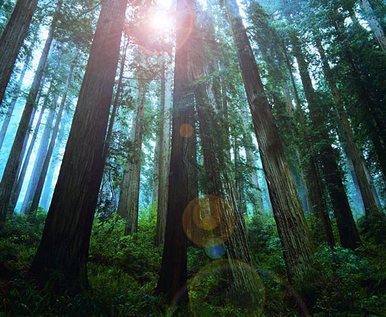 forest.jpg