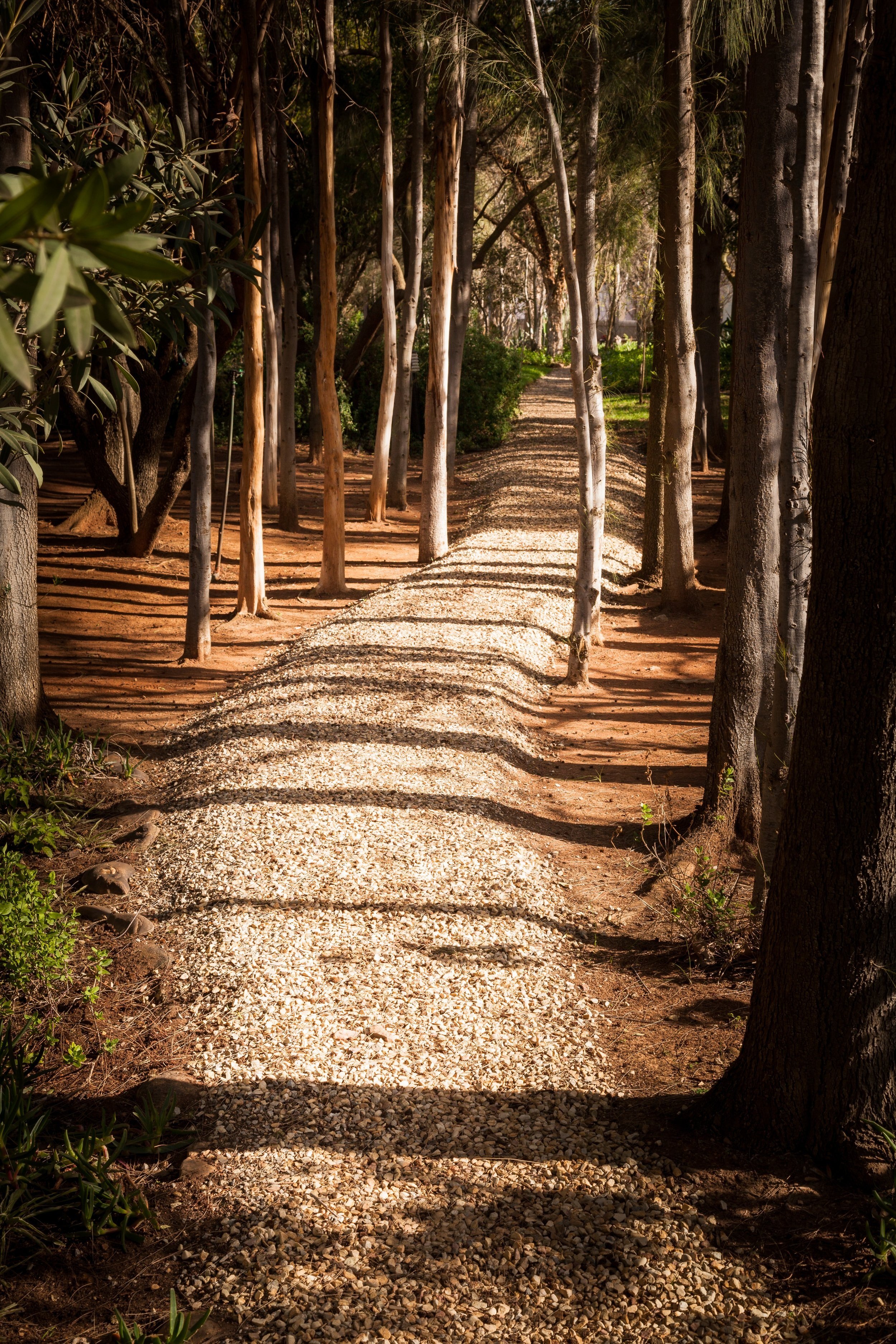 Reflective tree lined walk