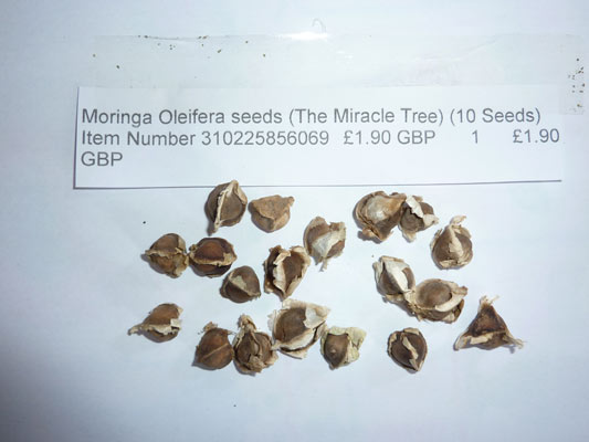 7-moringa-seeds.jpg