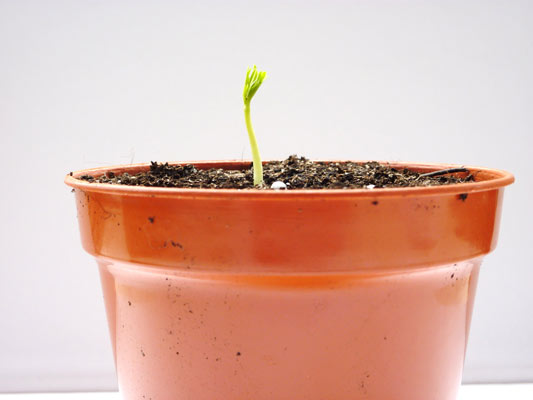 10-moringa-tree-1st-day-of-germination.jpg