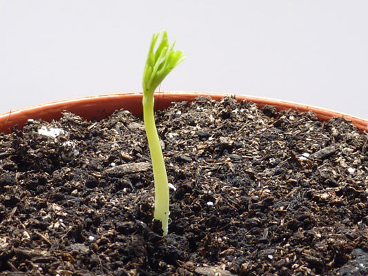 11-moringa-tree-2nd-day-of-germination.jpg