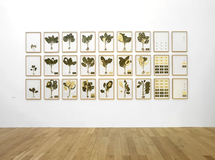 Criminal Ornamentation: Yinka Shonibare MBE curates the Arts Council Collection