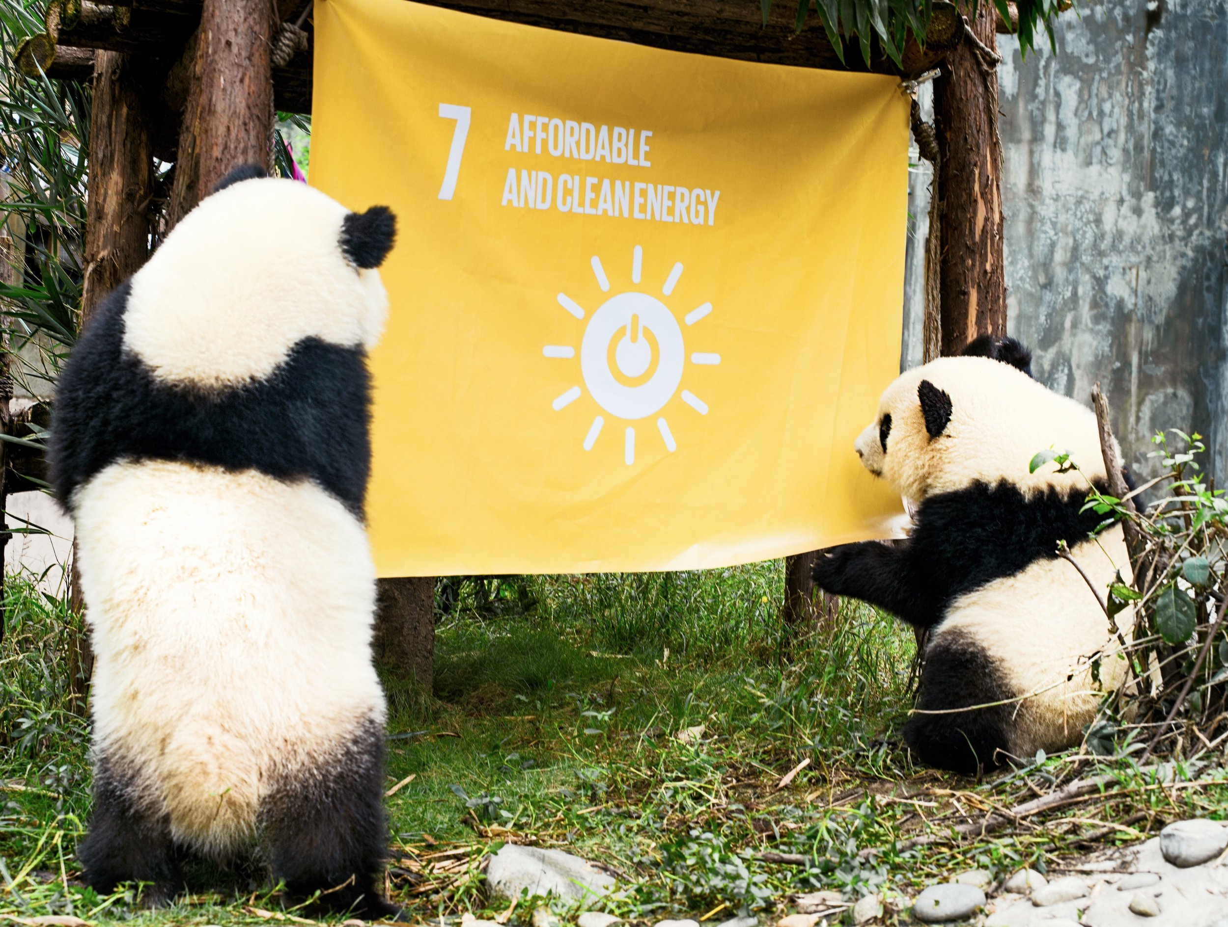 Qiciao and Qixi, a pair of giant panda twins, inspect a flag to represent Goal 7, Affordable and Clean Energy, raised at the Chengdu Research Base of Giant Panda Breeding in China, to support the UN Global Goals for Sustainable Development. Credit: Mr. Yuan Tao and Ms. Yan Lu