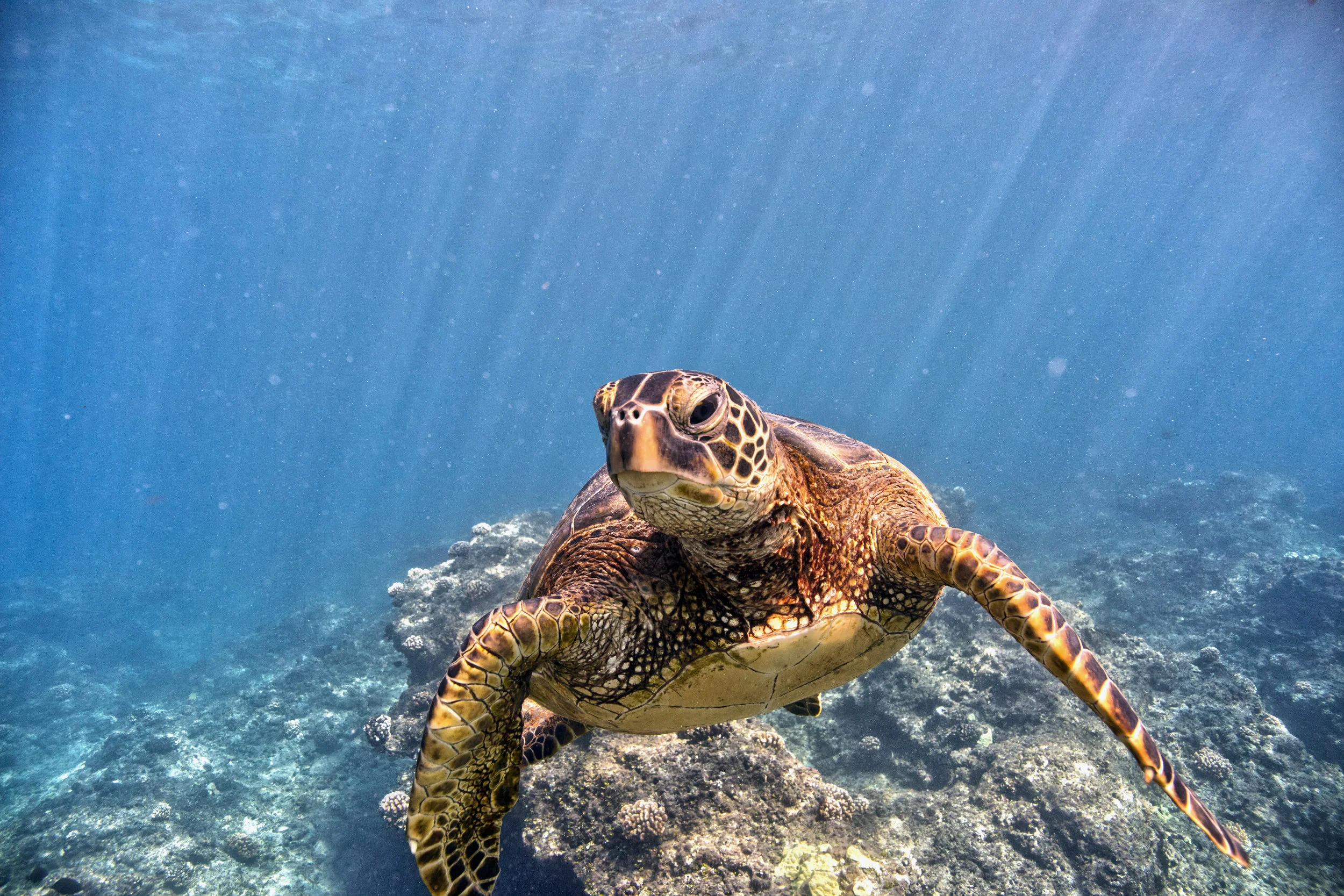 Green Sea Turtle, NOAA